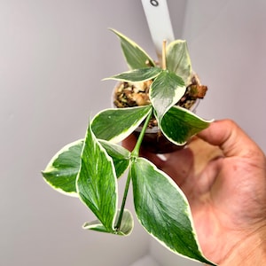 May include: A small variegated Hoya plant in a clear plastic pot with soil. The leaves are lance-shaped, dark green with white margins. A white plastic plant marker is inserted into the soil, clearly displaying the handwritten number 100.
