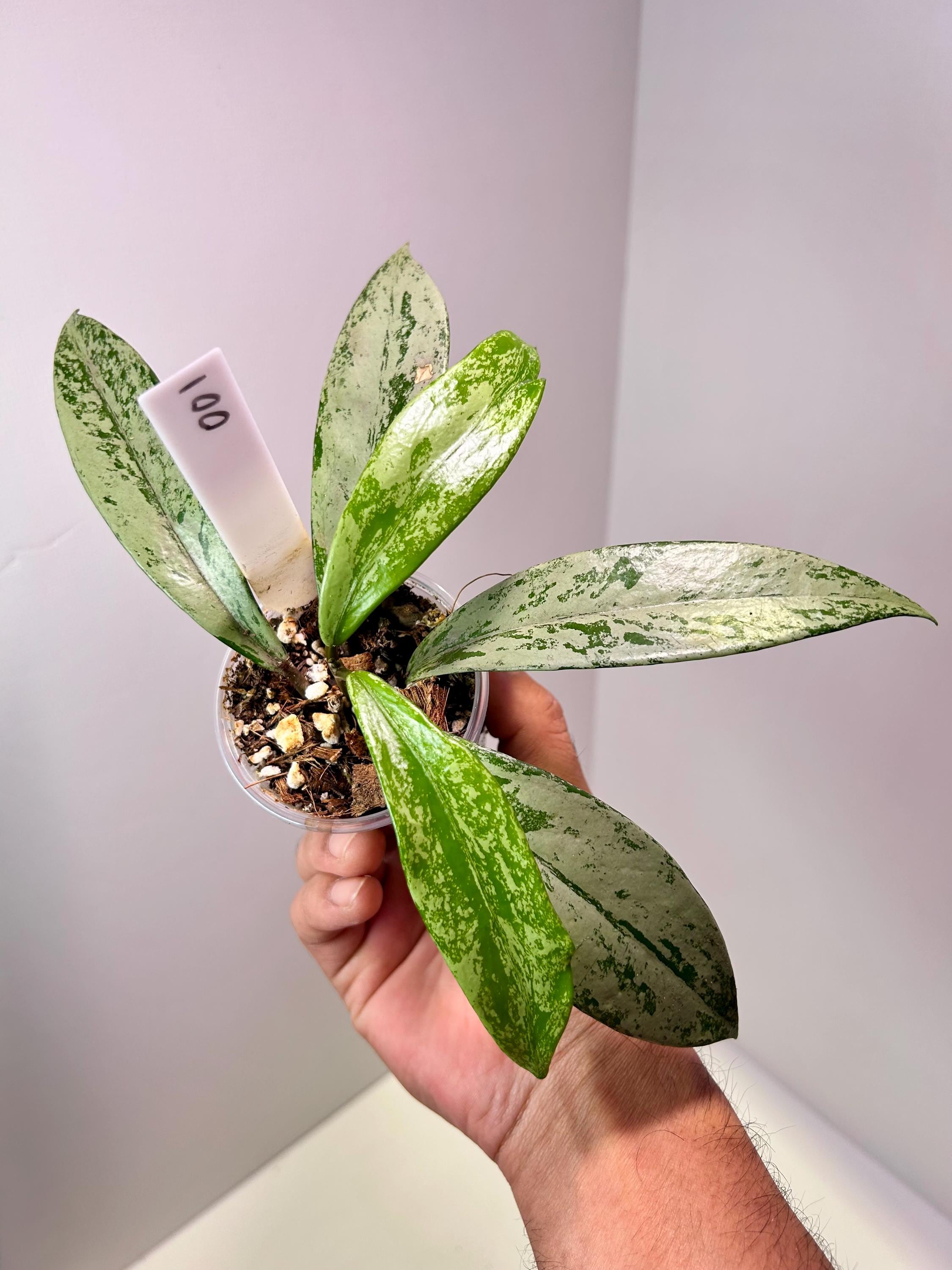 Hoya Pubicalyx 'pink Silver Ghost' 3