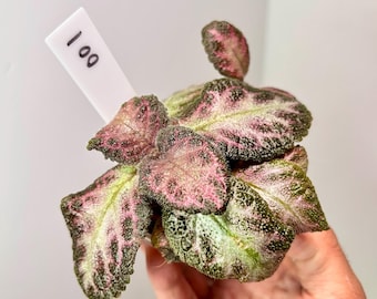 Episcia Cupreata 'Pink Acajou' 2" Pot