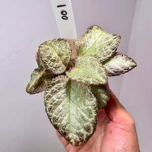 Episcia Cupreata 'Chocolate Soldier' 2" Pot