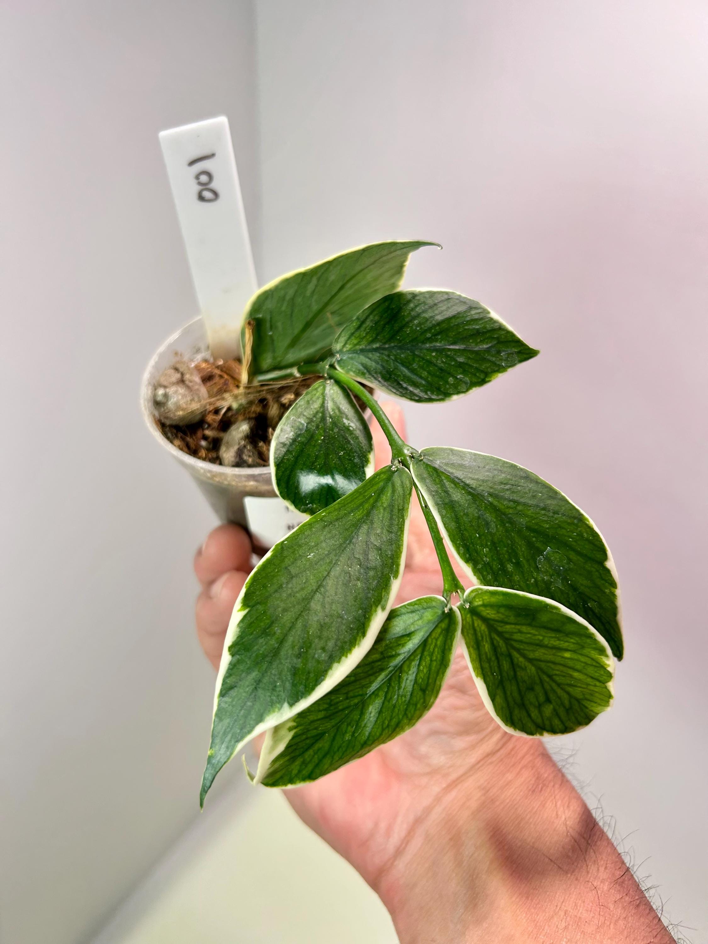 Hoya Polyneura Jasminka - Etsy display picture 1