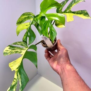 Tetrasperma Aurea - Etsy