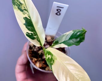 US Seller Rhaphidophora Tetrasperma Migma Variegated - Etsy