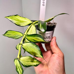 May include: A potted plant with variegated green and yellow leaves. The plant is in a small black plastic pot with a label that reads "Terrestrial Plant Co." A white tag with the number "100" is attached to the pot.