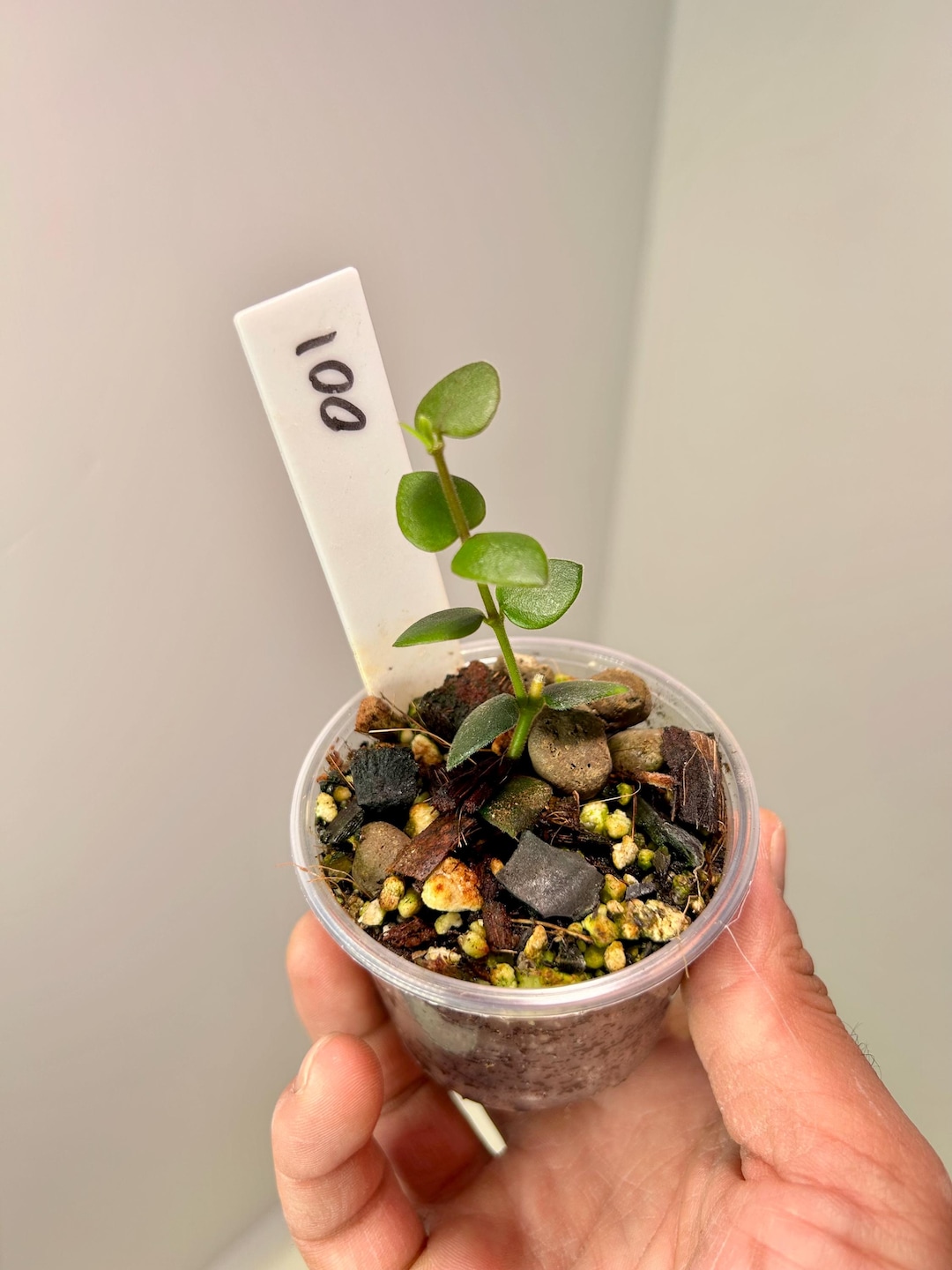 Hoya Chinghungensis 2