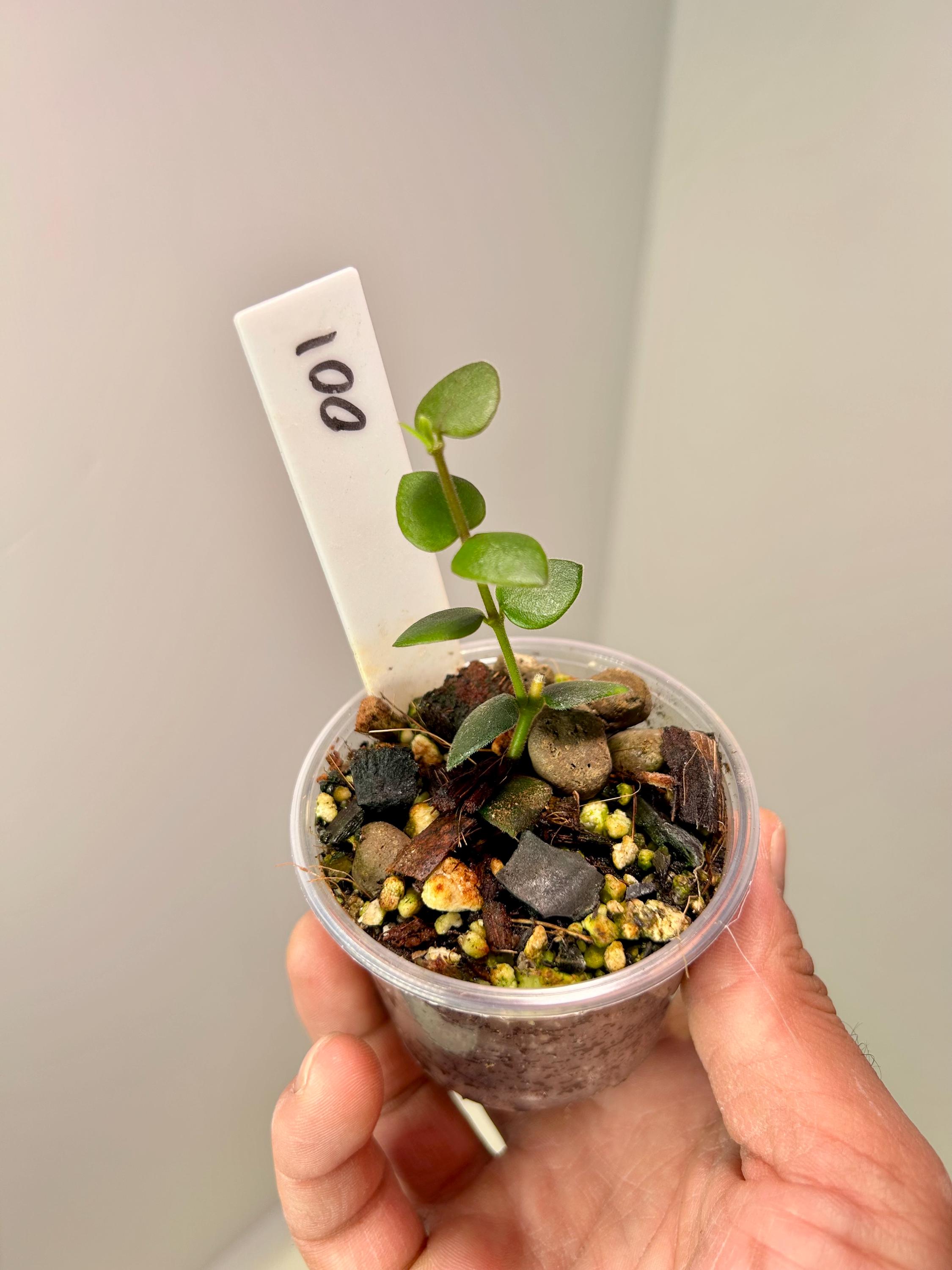 Hoya Chinghungensis 2