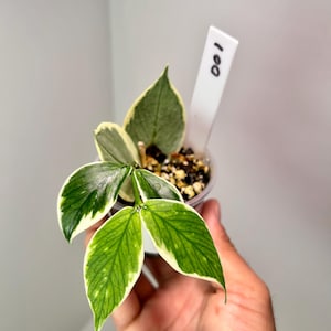 Hoya polyneura ablomarginata 2" Pot