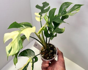 Rhaphidophora Tetrasperma Albo Variegated 4 - US SELLER - Etsy