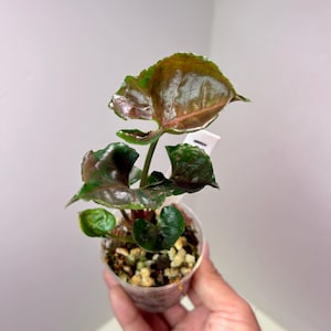 Syngonium &#39;Strawberry Ice&#39; 2&quot; Pot