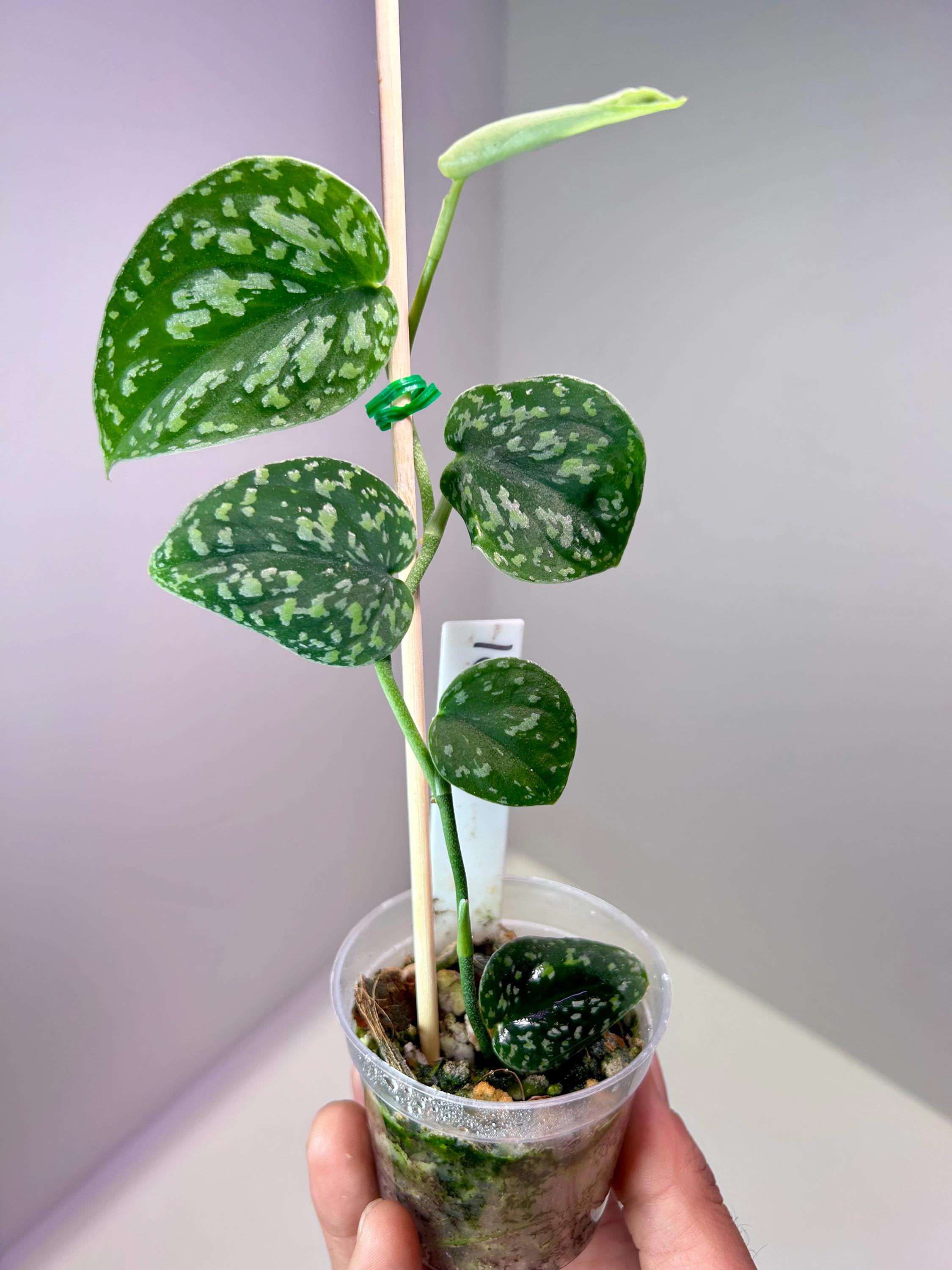 スキンダプサス トリカラー ダークフォーム Scindapsus Tricolor