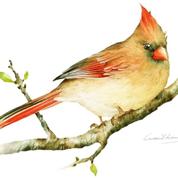 Cardinal Painting - Watercolor Cardinal - 5 by 7 print - Watercolor Painting, Archival Print, Home Decor, Nature Art
