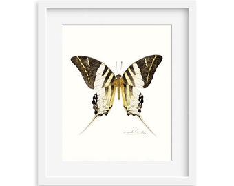 Giant Swordtail Butterfly 8 by 10 print - Archival Print, 8X10 Butterfly watercolor art print, Butterfly artwork, home decor, wall décor