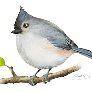 Tufted titmouse Painting - Watercolor Tufted titmouse - 5 x 7 print - Watercolor Painting, Archival Print, Home Decor, Nature Art