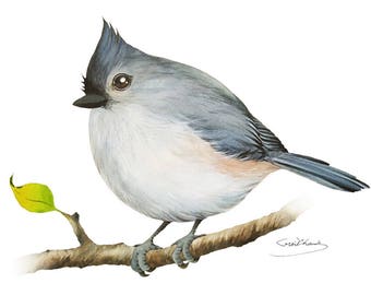Tufted titmouse Painting - Watercolor Tufted titmouse - 5 x 7 print - Watercolor Painting, Archival Print, Home Decor, Nature Art