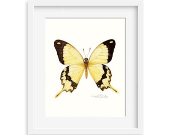 Swallowtail Butterfly 8 by 10 print - Archival Print, 8X10 Butterfly watercolor art print, Butterfly artwork, home decor, wall décor