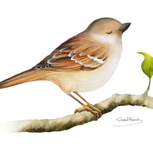 Sparrow Painting - Watercolor Sparrow - 5 x 7 print - Watercolor Painting, Archival Print, Home Decor, Nature Art