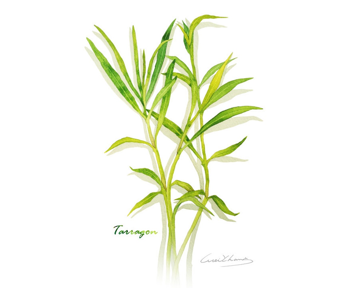 Tarragon Print, 5X7 Herb Watercolor Print, Kitchen Art, Herb