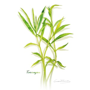 Tarragon print, 5X7 Herb watercolor print, Kitchen art, Herb illustration, Art for kitchen, Culinary Herb artwork, Home decor, Wall décor