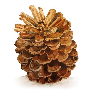 Watercolor Painting - Pinecone Painting - Watercolor Pinecone -  5 by 7 print - Archival Print, Minimalist, Home Decor, Nature Art