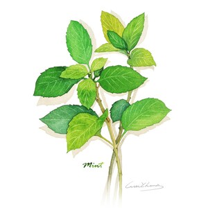 Mint print, 5X7 Herb watercolor print, Kitchen art, Herb illustration, Art for kitchen, Culinary Herb artwork, Home decor, Wall décor