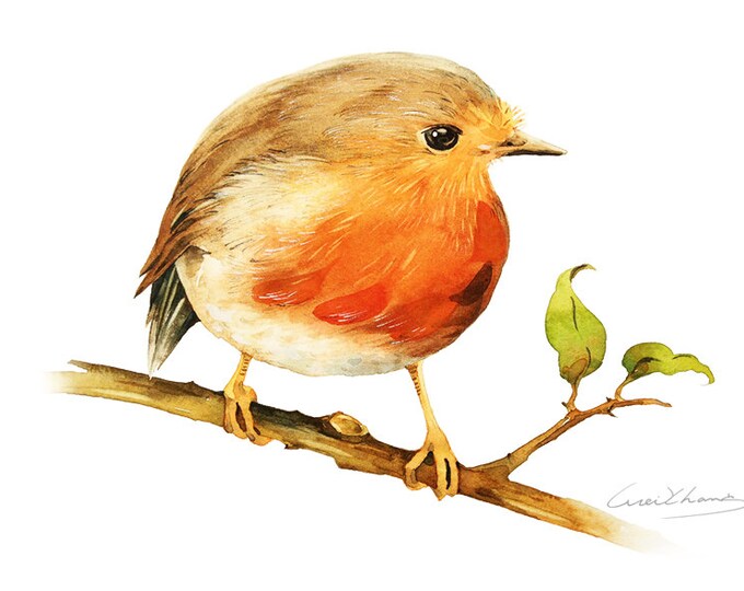 Robin Bird Painting Watercolor Robin Bird 5 by 7 Print Watercolor ...