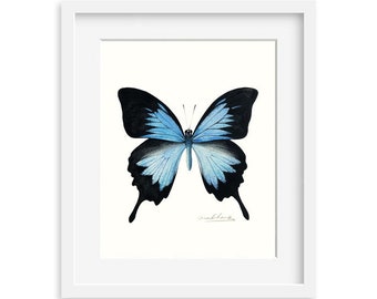 Ulysses Butterfly 8 by 10 print - Archival Print, 8X10 Butterfly watercolor art print, Butterfly artwork, home decor, wall décor, Nature Art