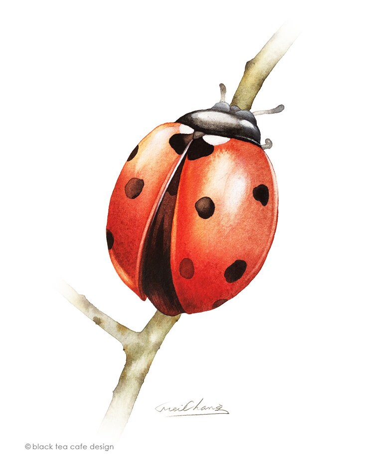 Ladybug Art Print, 5X7 Ladybug Watercolor Art Print, Ladybug Painting ...