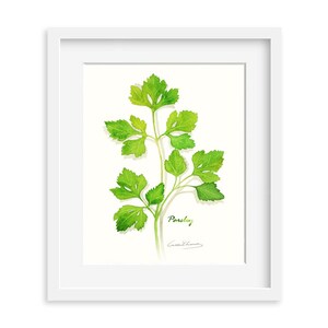 Parsley print, 8X10 Herb watercolor print, Kitchen art, Herb illustration, Art for kitchen, Culinary Herb artwork, Home decor, Wall décor