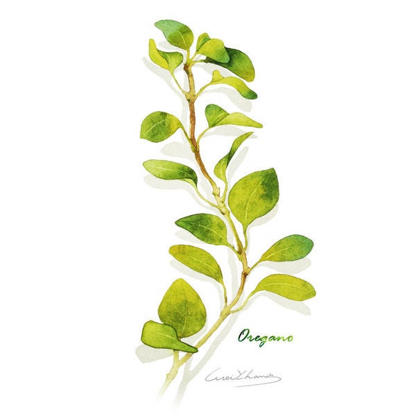 Oregano print, 5X7 Herb watercolor print, Kitchen art, Herb illustration, Art for kitchen, Culinary Herb artwork, Home decor, Wall décor