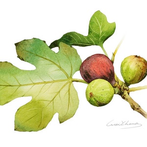Fig Painting - Watercolor Figs -  5 by 7 print - Watercolor Painting, Archival Print, Minimalist, Home Decor, Garden Art