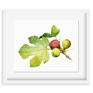 Fig Painting - Watercolor Figs -  8 by 10 print - Watercolor Painting, Archival Print, Minimalist, Home Decor, Garden Art