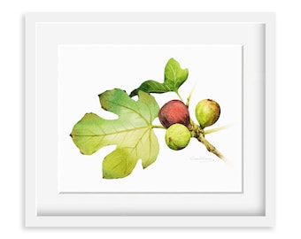 Fig Painting - Watercolor Figs -  8 by 10 print - Watercolor Painting, Archival Print, Minimalist, Home Decor, Garden Art