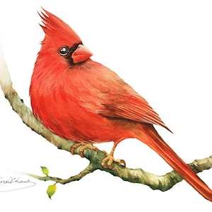 Cardinal Painting - Watercolor Cardinal - 5 x 7 print - Watercolor Painting, Archival Print, Home Decor, Nature Art