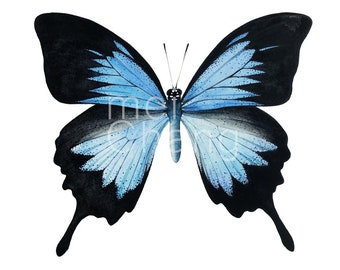 Ulysses Butterfly art print, 5X7 butterfly watercolor art print, butterfly painting, butterfly artwork, home decor, wall décor, Nature Art