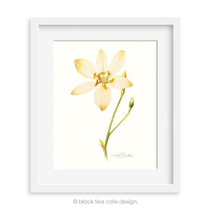Wild Flower 8 by 10 print - Archival Print, 8X10 Wild Flower watercolor art print, floral artwork, home decor, wall décor