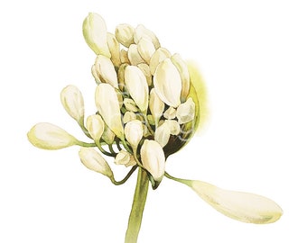 Watercolor Painting - White Flower Painting - "White Allium" - 5 by 7 print - Archival Print, Beach House Décor, Home Decor, Garden Art