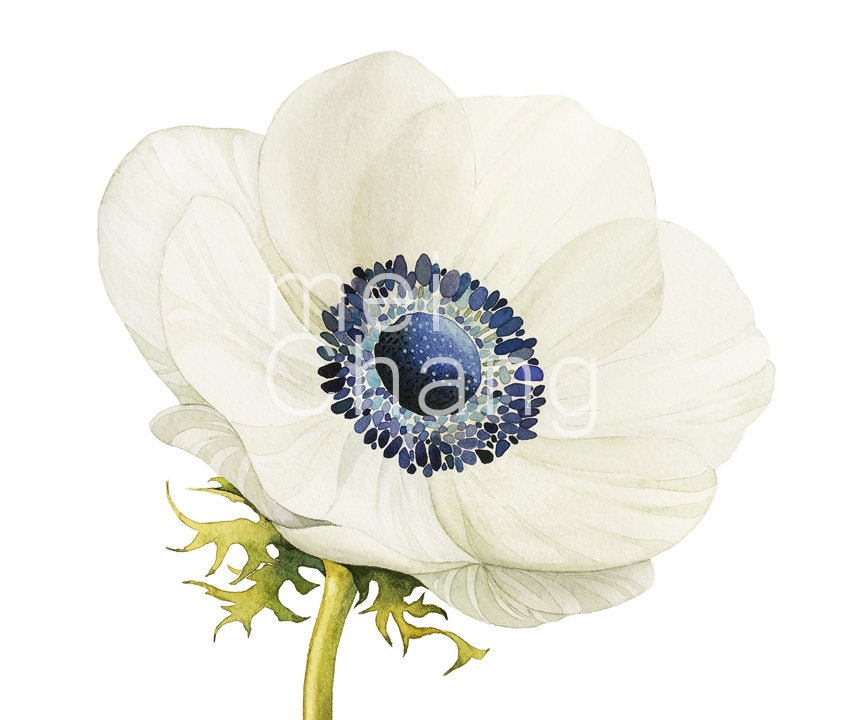 Anemone Flower Art Print 5x7 Floral Watercolor Art Print Etsy