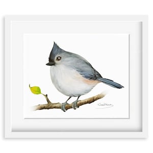 Tufted titmouse Painting - Watercolor Tufted titmouse - 8 x 10 print - Watercolor Painting, Archival Print, Home Decor, Nature Art