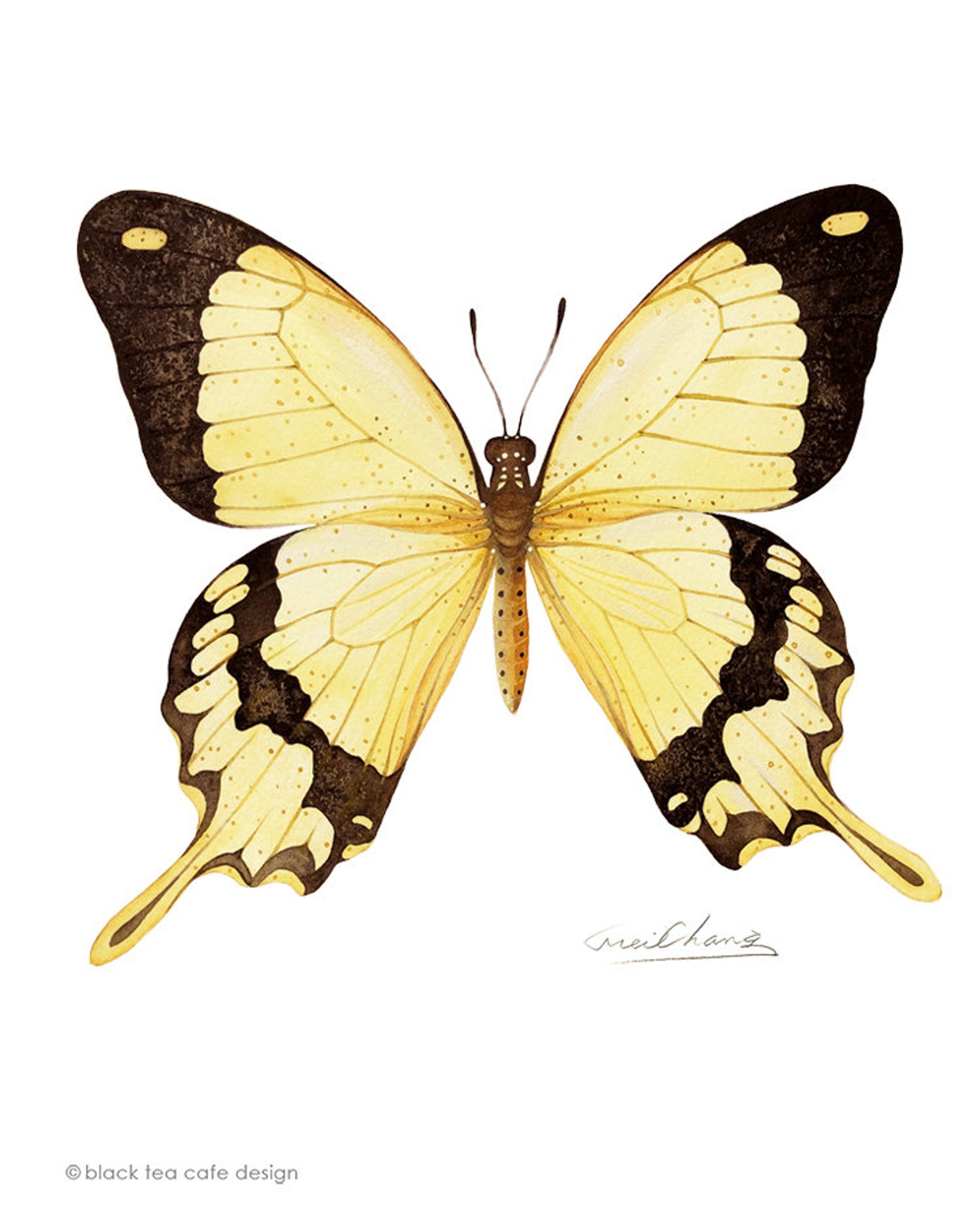 Swallowtail Butterfly 8 by 10 Print Archival Print 8X10 - Etsy