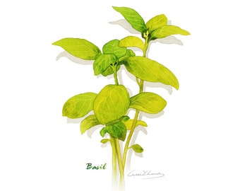 Basil print, 5X7 Herb watercolor print, Kitchen art, Herb illustration, Art for kitchen, Culinary Herb artwork, Home decor, Wall décor