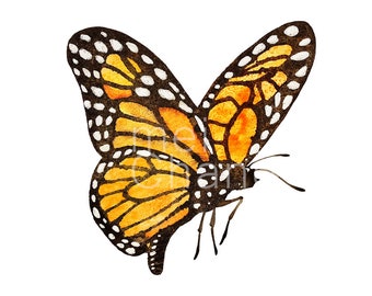 Monarch Butterfly print, 5X7 butterfly watercolor art print, butterfly painting, butterfly artwork, home decor, wall décor, Nature Art