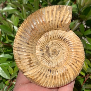 Natural Ammonite Fossil Conch,quartz crystal,Crystal Fossil,Fossil Specimen,Crystal Specimen,Home Decoration Crystal Gifts Random 1PC