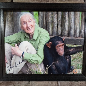 Autographed Jane Goodall 8x10 inch framed photo with certificate of authenticity from Beckett