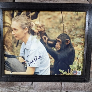 Autographed Jane Goodall 8x10 inch framed photo with certificate of authenticity from Beckett