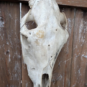 Vintage Horse Skull