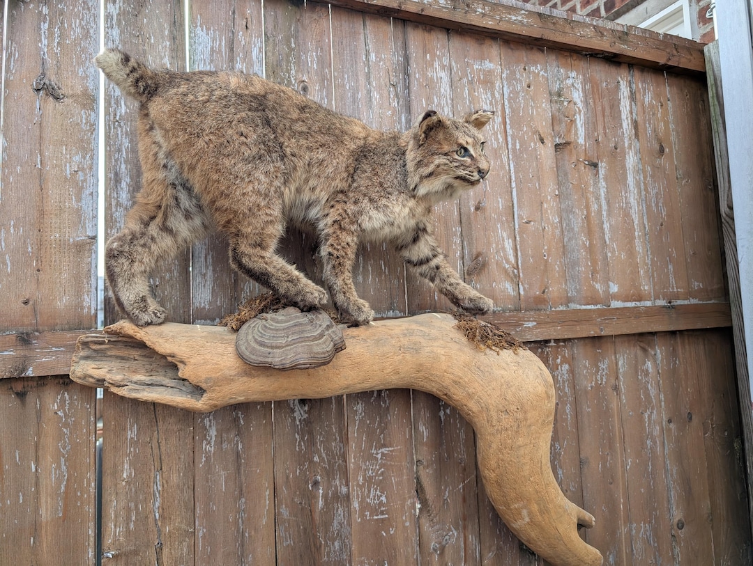 Rustic Bobcat Vintage Taxidermy Bobcat on Drift Wood - Etsy