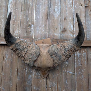 Vintage Large Set Of Water Buffalo Horns