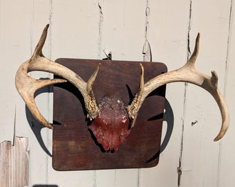 Vintage mounted deer antlers.