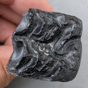 Puede incluir: Un diente fosilizado de color gris oscuro con una superficie compleja y estriada. El fósil tiene forma cuadrada y parece bien conservado, con patrones y texturas visibles. El objeto se sostiene en una mano, lo que sugiere su tamaño y escala.