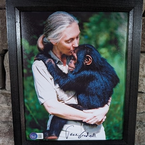Autographed Jane Goodall 8x10 inch framed photo with certificate of authenticity from Beckett